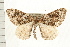  (Eulithis xylina - PFC-2006-0597)  @15 [ ] CreativeCommons - Attribution (2008) Unspecified Centre for Biodiversity Genomics