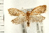  ( - PFC-2006-0635)  @14 [ ] CreativeCommons - Attribution (2008) Unspecified Centre for Biodiversity Genomics