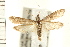  ( - PFC-2006-0727)  @14 [ ] CreativeCommons - Attribution (2008) Unspecified Centre for Biodiversity Genomics