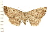 (Hesperumia latipennis - PFC-2006-0766)  @15 [ ] CreativeCommons - Attribution (2008) Unspecified Centre for Biodiversity Genomics