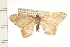  ( - PFC-2006-0850)  @13 [ ] CreativeCommons - Attribution (2008) Unspecified Centre for Biodiversity Genomics