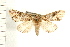  ( - PFC-2006-0863)  @13 [ ] CreativeCommons - Attribution (2008) Unspecified Centre for Biodiversity Genomics