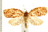  ( - PFC-2006-0890)  @14 [ ] CreativeCommons - Attribution (2008) Unspecified Centre for Biodiversity Genomics