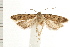  ( - PFC-2006-0946)  @14 [ ] CreativeCommons - Attribution (2008) Unspecified Centre for Biodiversity Genomics