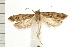  ( - PFC-2006-0951)  @14 [ ] CreativeCommons - Attribution (2008) Unspecified Centre for Biodiversity Genomics