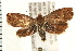  ( - PFC-2006-0415)  @14 [ ] CreativeCommons - Attribution (2008) Unspecified Centre for Biodiversity Genomics