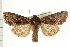  (Lacanobia grandis - PFC-2006-2695)  @14 [ ] CreativeCommons - Attribution (2009) Unspecified Centre for Biodiversity Genomics