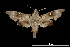  (Madoryx oiclus - MAL-00058)  @13 [ ] Unspecified (default): All Rights Reserved  Unspecified Unspecified