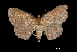  (Semaeopus fulvescens - MAL-00204)  @13 [ ] Unspecified (default): All Rights Reserved  Unspecified Unspecified