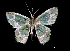  (Chloractis pulcherrima - MAL-00205)  @14 [ ] Unspecified (default): All Rights Reserved  Unspecified Unspecified