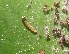  (Anadasmus sp - MLL-01793)  @11 [ ] Unspecified (default): All Rights Reserved  Unspecified Unspecified