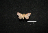  (Chamyna sp - MAL-00358)  @12 [ ] Unspecified (default): All Rights Reserved  Unspecified Unspecified