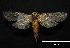  (Morpheis ramosa - MAL-00431)  @14 [ ] Unspecified (default): All Rights Reserved  Unspecified Unspecified