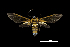  (Gymnelia ethodaea - MAL-00475)  @14 [ ] Unspecified (default): All Rights Reserved  Unspecified Unspecified