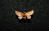  ( - MAL-00482)  @12 [ ] Unspecified (default): All Rights Reserved  Unspecified Unspecified