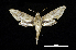  (Xylophanes libyaDHJ02 - MAL-00817)  @14 [ ] Unspecified (default): All Rights Reserved  Unspecified Unspecified