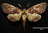  (Crinodes sp - MAL-01052)  @14 [ ] Unspecified (default): All Rights Reserved  Unspecified Unspecified
