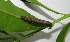  ( - MLL-01135)  @12 [ ] Unspecified (default): All Rights Reserved  Unspecified Unspecified
