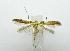  (Caloptilia packardella - AC005018)  @15 [ ] CreativeCommons - Attribution (2010) Unspecified Centre for Biodiversity Genomics