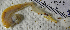  ( - PCMB50792)  @11 [ ] by-nc-nd (2024) N. Treneman Bishop Museum