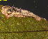  ( - RMNH.INS.31395)  @11 [ ] CreativeCommons  Attribution Non-Commercial Share-Alike (2020) Erik J. van Nieukerken-Naturalis Naturalis Biodiversity Center
