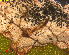  ( - RMNH.INS.31395)  @11 [ ] CreativeCommons  Attribution Non-Commercial Share-Alike (2020) Erik J. van Nieukerken-Naturalis Naturalis Biodiversity Center