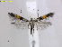  ( - RMNH.INS.24977)  @14 [ ] CreativeCommons  Attribution Non-Commercial Share-Alike (2017) Erik J. van Nieukerken-Nauturalis Unspecified