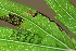  (Bucculatrix notella - RMNH.INS.29767)  @11 [ ] CreativeCommons - Attribution Non-Commercial Share-Alike (2016) Unspecified Naturalis Biodiversity Centre