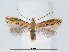  (Bucculatrix univoca - RMNH.5007939)  @15 [ ] CreativeCommons - Attribution Non-Commercial Share-Alike (2015) Unspecified Naturalis Biodiversity Centre