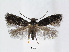  (Elachista CommelinaTaiwan - RMNH.5007941)  @14 [ ] CreativeCommons - Attribution Non-Commercial Share-Alike (2015) Unspecified Naturalis Biodiversity Centre
