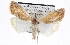  ( - BIOUG06112-E08)  @12 [ ] CreativeCommons - Attribution (2012) CBG Photography Group Centre for Biodiversity Genomics