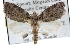  (Pardasena - BIOUG06112-H10)  @14 [ ] CreativeCommons - Attribution (2012) CBG Photography Group Centre for Biodiversity Genomics