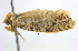  ( - BIOUG06206-B02)  @12 [ ] CreativeCommons - Attribution (2012) CBG Photography Group Centre for Biodiversity Genomics