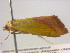  ( - BIOUG06206-B12)  @12 [ ] CreativeCommons - Attribution (2012) CBG Photography Group Centre for Biodiversity Genomics