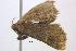  ( - BIOUG06206-C03)  @12 [ ] CreativeCommons - Attribution (2012) CBG Photography Group Centre for Biodiversity Genomics
