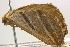  ( - BIOUG06206-D06)  @12 [ ] CreativeCommons - Attribution (2012) CBG Photography Group Centre for Biodiversity Genomics