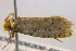  ( - BIOUG06206-F02)  @12 [ ] CreativeCommons - Attribution (2012) CBG Photography Group Centre for Biodiversity Genomics