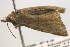  ( - BIOUG06206-F12)  @12 [ ] CreativeCommons - Attribution (2012) CBG Photography Group Centre for Biodiversity Genomics