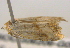  ( - BIOUG06206-G09)  @12 [ ] CreativeCommons - Attribution (2012) CBG Photography Group Centre for Biodiversity Genomics