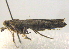  ( - BIOUG06206-H03)  @12 [ ] CreativeCommons - Attribution (2012) CBG Photography Group Centre for Biodiversity Genomics