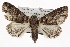  ( - BIOUG06114-B05)  @13 [ ] CreativeCommons - Attribution (2013) CBG Photography Group Centre for Biodiversity Genomics