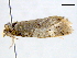  ( - BIOUG06114-E04)  @12 [ ] CreativeCommons - Attribution (2013) CBG Photography Group Centre for Biodiversity Genomics