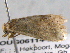  ( - BIOUG06114-E08)  @12 [ ] CreativeCommons - Attribution (2013) CBG Photography Group Centre for Biodiversity Genomics