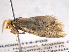  ( - BIOUG06114-F03)  @12 [ ] CreativeCommons - Attribution (2013) CBG Photography Group Centre for Biodiversity Genomics