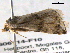  ( - BIOUG06114-F10)  @12 [ ] CreativeCommons - Attribution (2013) CBG Photography Group Centre for Biodiversity Genomics