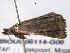  ( - BIOUG06114-G09)  @12 [ ] CreativeCommons - Attribution (2013) CBG Photography Group Centre for Biodiversity Genomics