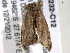  ( - BIOUG06232-C12)  @12 [ ] CreativeCommons - Attribution (2013) CBG Photography Group Centre for Biodiversity Genomics