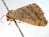 ( - BIOUG06232-E10)  @12 [ ] CreativeCommons - Attribution (2013) CBG Photography Group Centre for Biodiversity Genomics