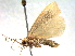  ( - BIOUG06232-F01)  @12 [ ] CreativeCommons - Attribution (2013) CBG Photography Group Centre for Biodiversity Genomics