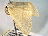  ( - BIOUG06232-F03)  @12 [ ] CreativeCommons - Attribution (2013) CBG Photography Group Centre for Biodiversity Genomics